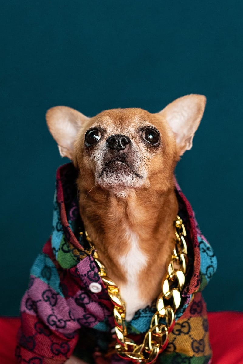 Gucci Designer Spotlight
